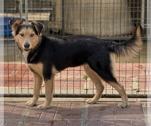ROSANNE - Female Border Collie Dog for Adoption - Photo #3