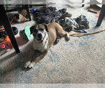 Small Photo #3 Collie-German Shepherd Dog Mix Puppy For Sale in Norfolk, VA, USA