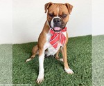 Small #2 Boxer Mix