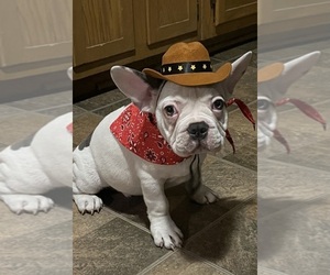 French Bulldog Litter for sale in KANSAS CITY, MO, USA