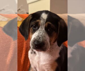 Beagle-Saint Bernard Mix Dogs for adoption in Pottstown, PA, USA