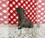 Small Photo #4 French Bulldog Puppy For Sale in BEECH GROVE, IN, USA