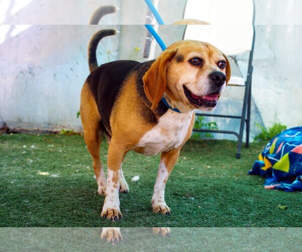 Medium Photo #8 Puggle Puppy For Sale in Apple Valley, CA, USA