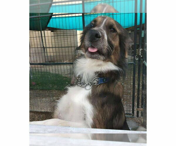 Medium Photo #9 Australian Shepherd-Unknown Mix Puppy For Sale in Foristell, MO, USA