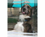 Small #8 Australian Shepherd Mix