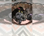 Small Photo #2 Pug Puppy For Sale in YELM, WA, USA