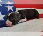 Small Photo #82 Border Collie Puppy For Sale in NORBORNE, MO, USA