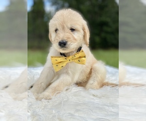 Goldendoodle Puppy for sale in FROSTPROOF, FL, USA