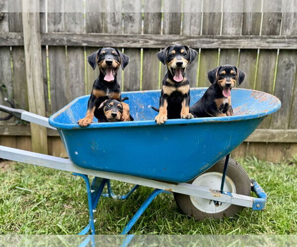 Medium Photo #7 Mutt Puppy For Sale in Evansville, IN, USA