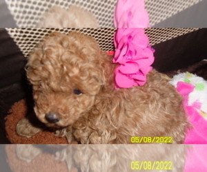 Medium Poodle (Toy)