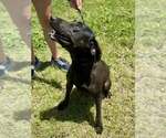 Small #3 Mutt