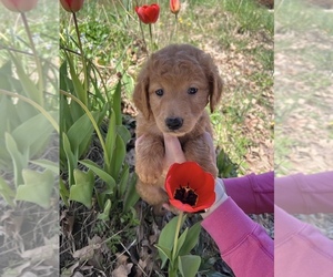 Goldendoodle (Miniature) Puppy for sale in BELDING, MI, USA