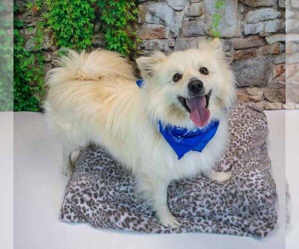 Medium Photo #6 Pomeranian-pomeranian spitz Mix Puppy For Sale in Kennesaw, GA, USA