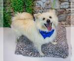 Small #5 Pomeranian-pomeranian spitz Mix