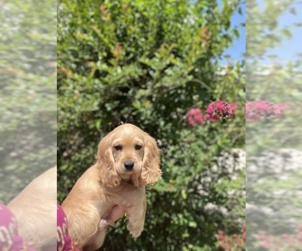 Medium Photo #1 Cocker Spaniel Puppy For Sale in GARDENDALE, AL, USA