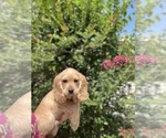 Puppy Damian Cocker Spaniel