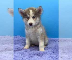 Siberian Husky Puppy for sale in SANDY HOOK, KY, USA