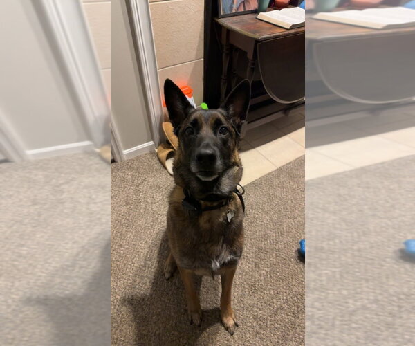 Medium Photo #1 Mutt Puppy For Sale in San Diego, CA, USA