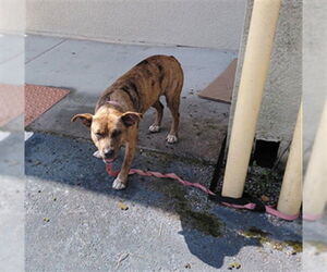 American Staffordshire Terrier-Unknown Mix Dogs for adoption in St. Cloud, FL, USA