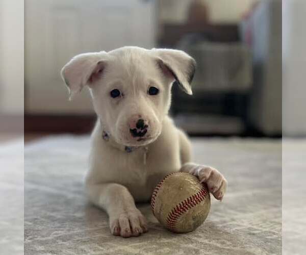 Medium Photo #6 Great Pyrenees-Unknown Mix Puppy For Sale in pomfret, CT, USA