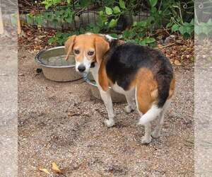 Delaney - Female Beagle Dog for Adoption - Photo #5