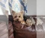 Small Photo #1 Yorkshire Terrier Puppy For Sale in SPRINGFIELD, MO, USA