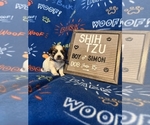 Puppy Simon Shih Tzu