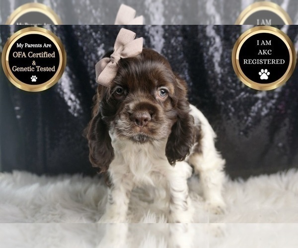 Medium Photo #94 Cocker Spaniel Puppy For Sale in WARSAW, IN, USA