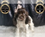 Puppy Domino AKC Cocker Spaniel