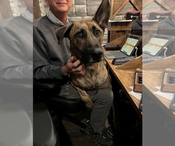 Medium Photo #2 Holland Shepherd-Unknown Mix Puppy For Sale in Candler, NC, USA