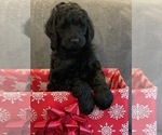 Small #3 Goldendoodle