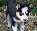 Small #5 Siberian Husky