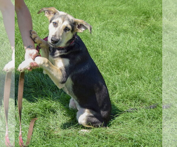 Medium Photo #5 Collie-German Shepherd Dog Mix Puppy For Sale in Huntley, IL, USA