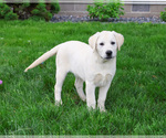 Small #5 Labrador Retriever