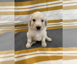 Goldendoodle Puppy for sale in N HIGHLANDS, CA, USA