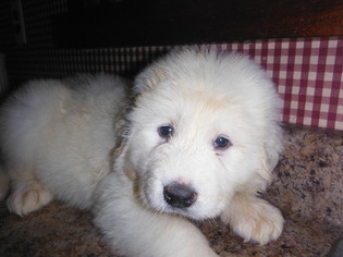 Great Pyrenees Puppy for sale in BLUE CREEK, OH, USA