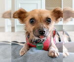 Small Photo #6 Chihuahua-Unknown Mix Puppy For Sale in Newport Beach, CA, USA