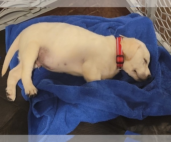 Medium Photo #4 Labrador Retriever Puppy For Sale in HENDERSONVILLE, TN, USA