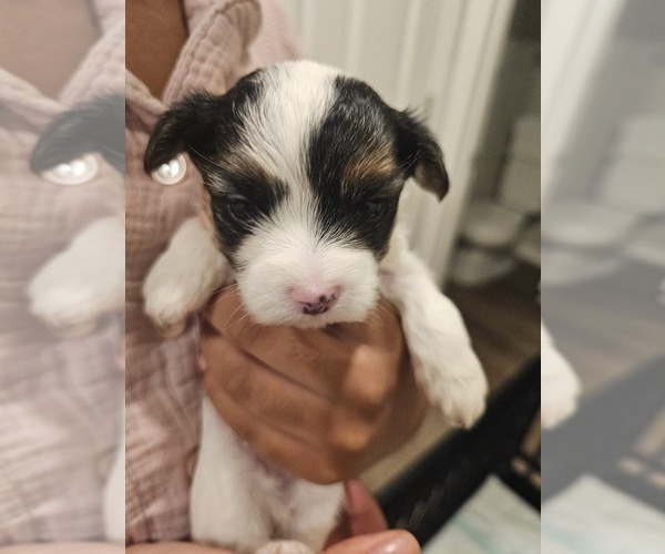 Medium Photo #14 Mal-Shi Puppy For Sale in LITHIA, FL, USA