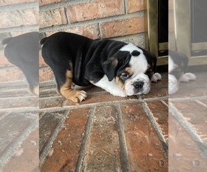 Olde English Bulldogge Puppy for sale in BEECH GROVE, IN, USA