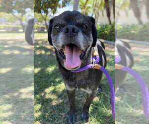 Pugsy Malone - Male Pug-Unknown Mix Dog for Adoption - Photo #7