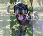 Small #6 Pug Mix