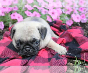 Pug Puppy for sale in BLOOMINGTON, IN, USA