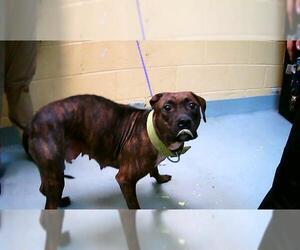 Mutt Dogs for adoption in Tulsa, OK, USA