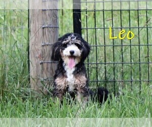 Father of the Cavapoo-Miniature Bernedoodle Mix puppies born on 07/09/2025