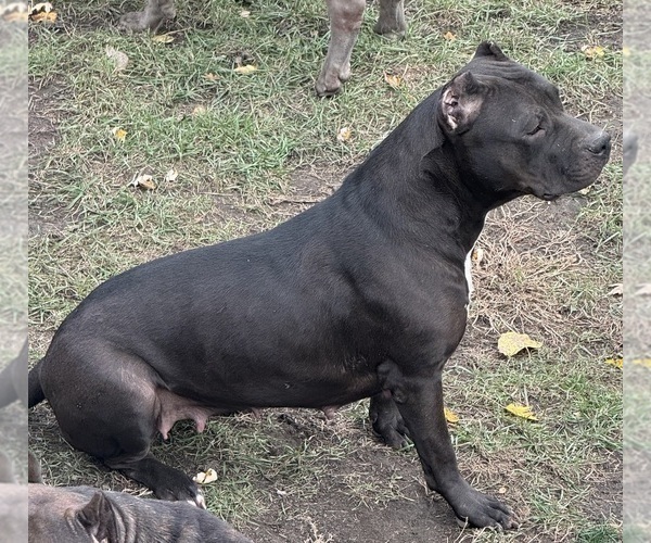 Medium Photo #1 American Pit Bull Terrier Puppy For Sale in EAST HAZEL CREST, IL, USA