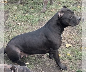 Mother of the American Pit Bull Terrier puppies born on 05/03/2026