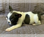 Small Photo #2 French Bulldog Puppy For Sale in MBORO, TN, USA
