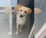 Small Photo #2 Mutt Puppy For Sale in Oklahoma City, OK, USA