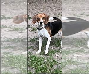 Beagle Dogs for adoption in WEST BRANCH, MI, USA